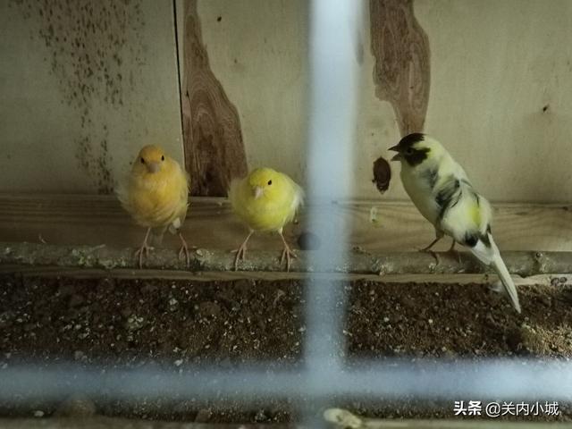 金丝雀芙蓉鸟养鸟人的首选