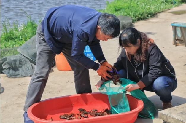 崇明小龙虾上市啦