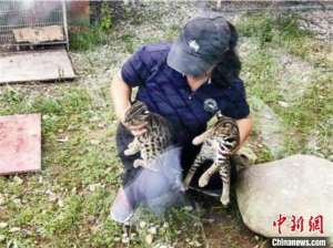 人工养殖 豹猫(浙江首例野生豹猫幼崽饲养成功)