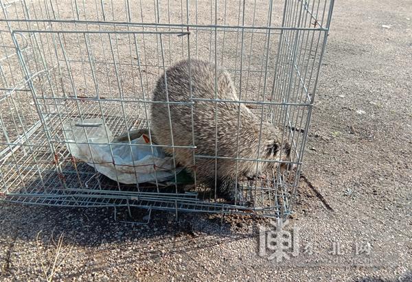 「视频」大兴安岭一野生狗獾误闯饭店！快看它长什么样