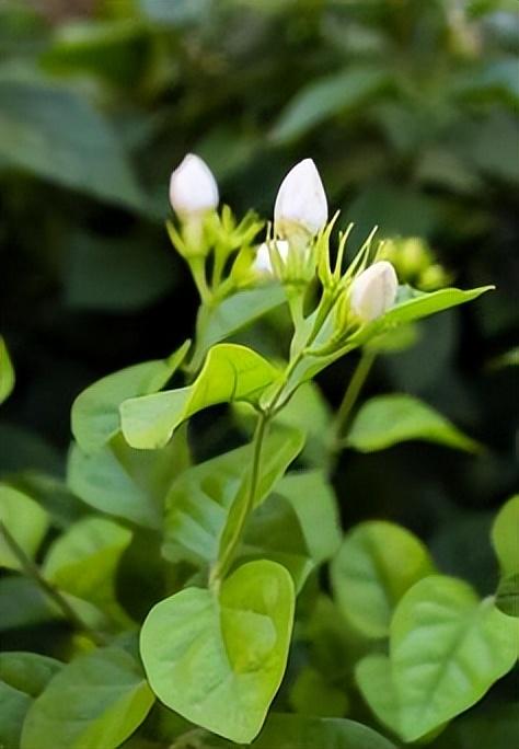 茉莉花的特点、养殖技巧、注意事项