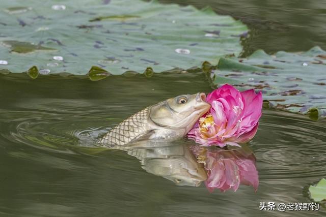 这物处理一下大草鱼乖乖来