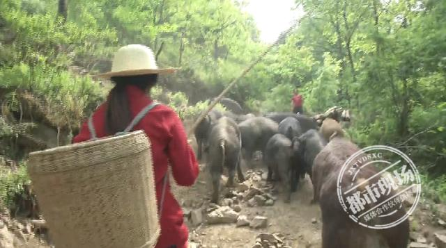 点赞！“90后”美女深山养猪，闯出致富路