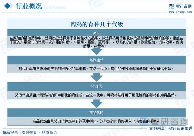 【前景趋势】一文读懂2023年肉鸡养殖行业未来发展前景