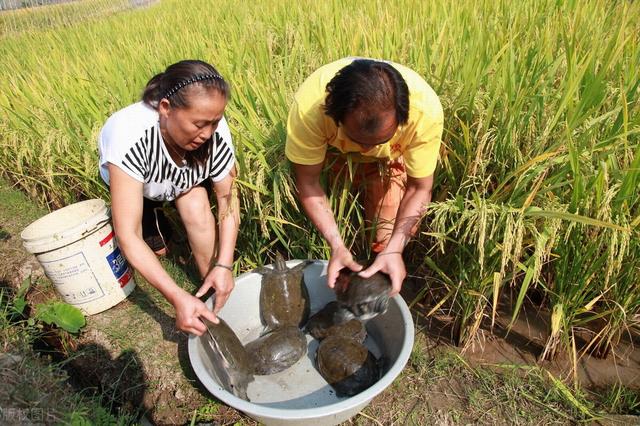 3月行情大跌，今40元一斤，种苗价格飞涨，甲鱼经历了什么