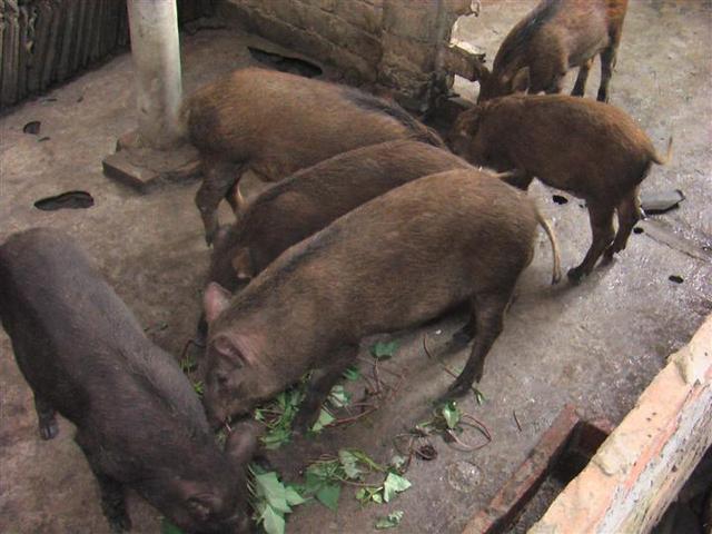 野猪养殖管理8要点，从种公猪种母猪到育肥饲喂