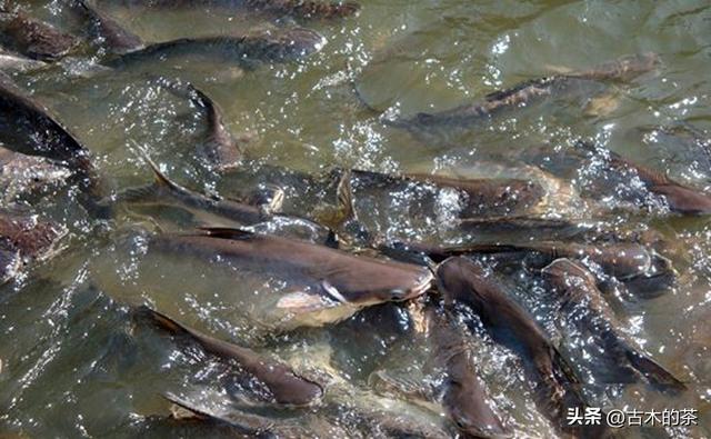 革胡子鲶鱼的生物性特性与养殖技术