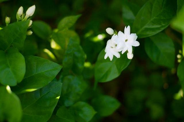 夏天养花少不了“茉莉”，怎么养得又香又白，有养护技巧