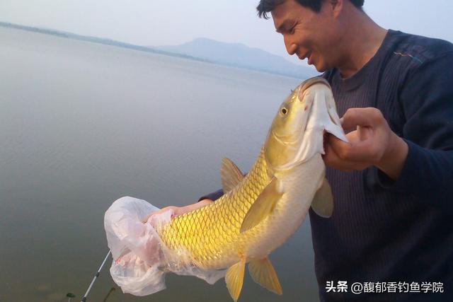 冬天如何钓草鱼？用什么鱼饵？冬天钓草鱼的技巧和好用的鱼饵