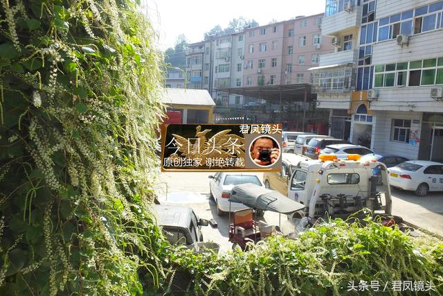 湖北宜昌：中药植物藤三七，爬上电线杆和院墙；农民种植当蔬菜