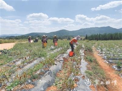 宣威市落水镇：订单种植促增收