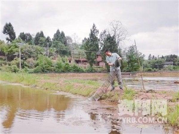 返乡“追梦人”办起养虾基地