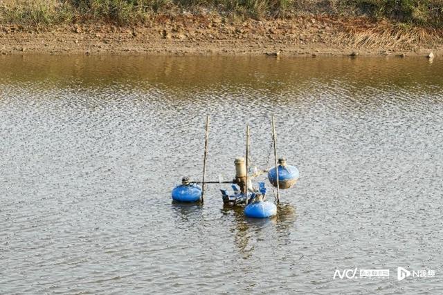 国泰水产联农带农：陆丰90后渔民养海鲈鱼每亩利润翻了5倍