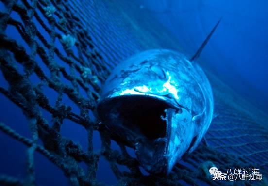 蓝鳍金枪鱼：“海底熊猫”的未知命运！