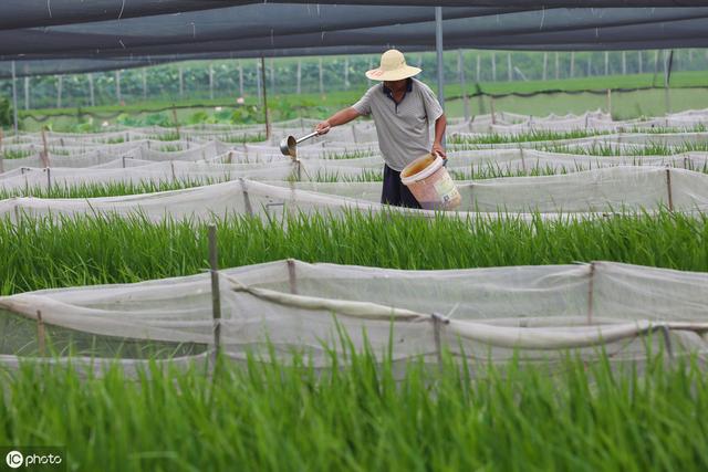 养殖青蛙在秋天也有很多讲究，正确投喂饲料可提高8%的养殖产量