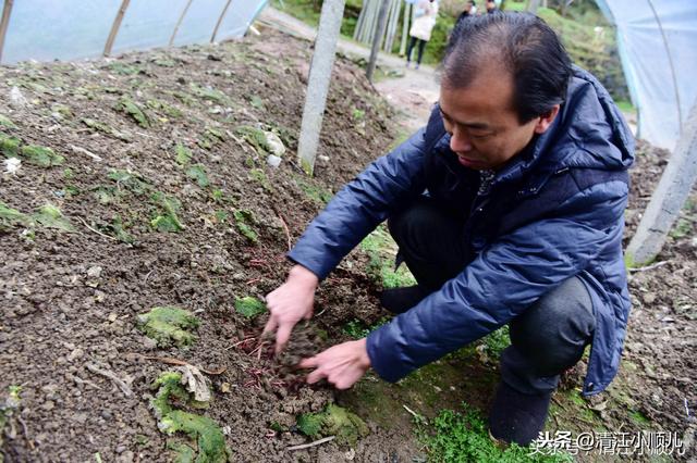 农村小伙养蚯蚓20年：虽然又脏又苦，但年产40吨，年收入60万元