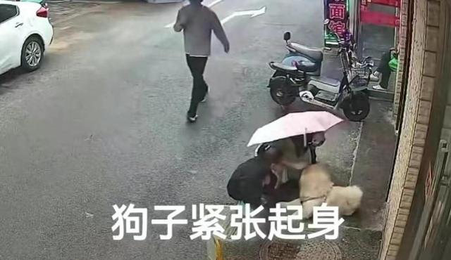 江苏松狮狗事件：赔偿纠纷激化，狗主决定了结