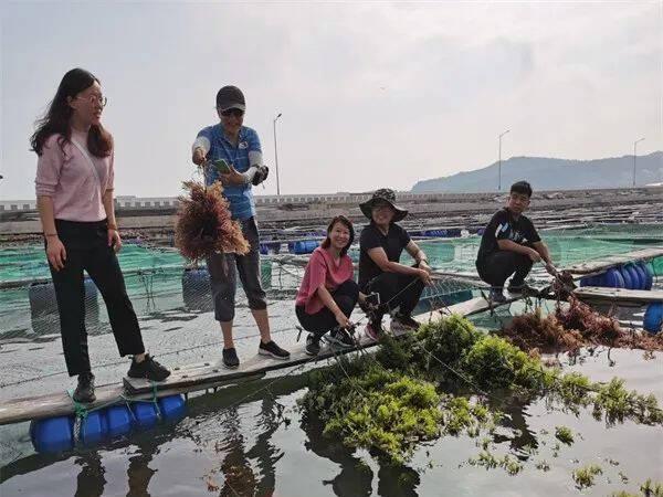 “长心卡帕藻北方夏季养殖”在长岛通过专家验收