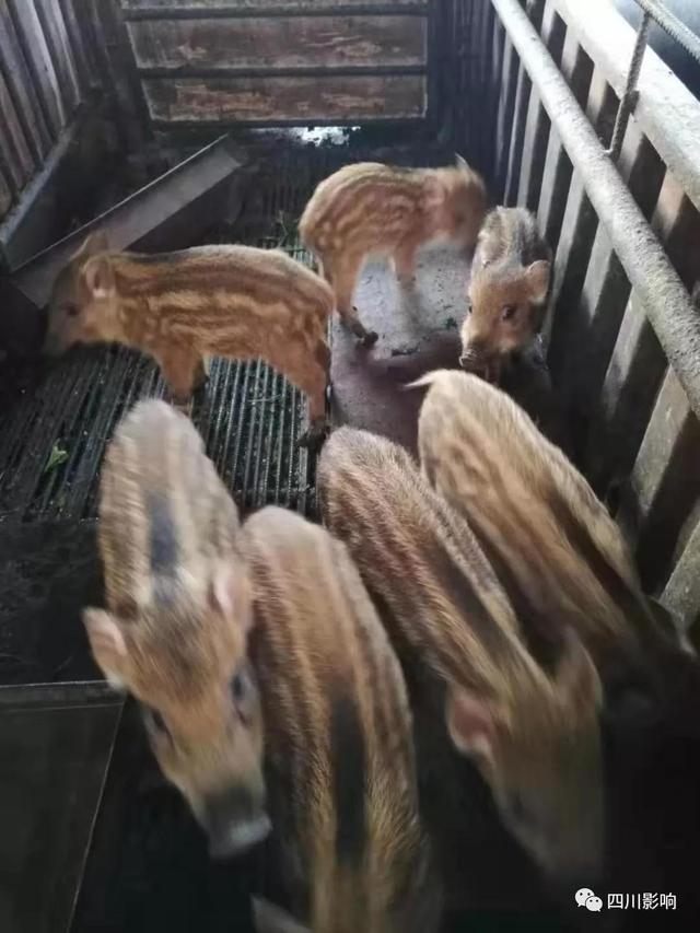 高原黑毛香猪进巴中