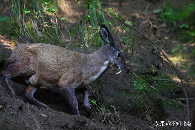 广西特有的几大珍贵物种，原来“美人鱼”长得这么蠢萌