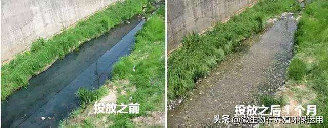 养殖废水流入到小沟渠中导致污染后用微生物技术的快速处理技术