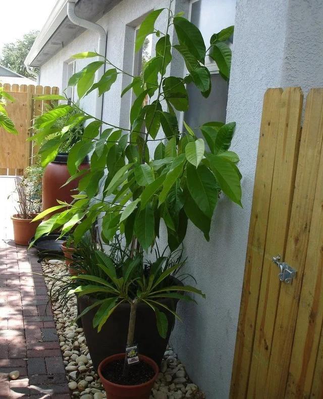 白兰花养成春夏秋持续开花的灌木盆栽，做好这几点，花朵香味更浓