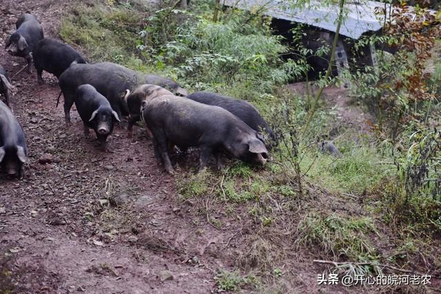 安庆两个优良本土猪种“太湖六白猪”和“岳西黑猪”肉真香