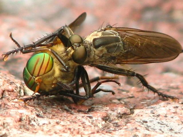 涨破千元大关，此“虻”非“水虻”牛虻的人工训养技术