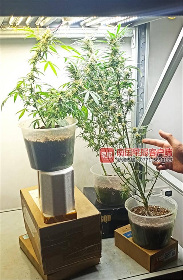 南宁两男子在卧室种植大麻，自己吸食不完还卖给他人