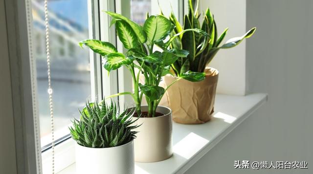 室内植物怎样养殖？ 15 个工作做好，你就成为养花高手