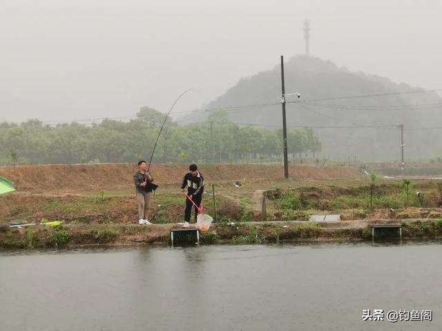 垂钓黑坑混养塘，如何能够兼顾多种鱼？先摆正心态再研究钓法