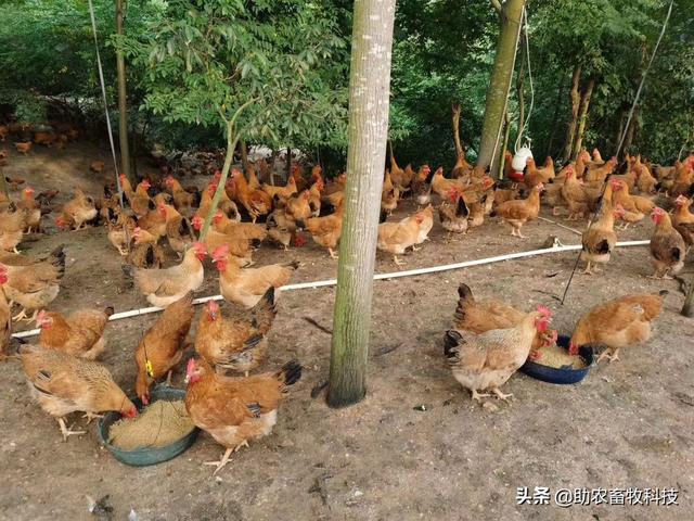 发酵饲料养鸡，鸡场不臭鸡肉香，降本增效（含肉鸡蛋鸡配方）