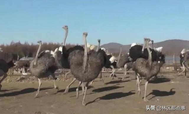 李国发的鸵鸟养殖致富经