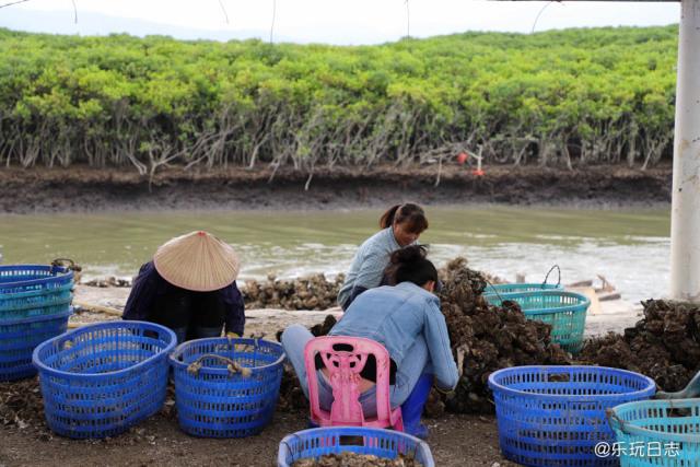 生蚝最肥美的时候来一顿“蚝门盛宴” 阳江旅游还有这种小众玩法