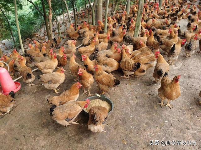 发酵饲料养鸡，鸡场不臭鸡肉香，降本增效（含肉鸡蛋鸡配方）