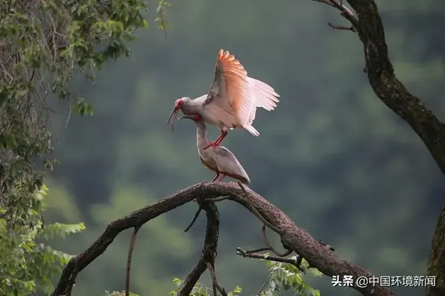 螺蛳进了国家重点保护野生动物名录，那还能“嗦粉”吗？