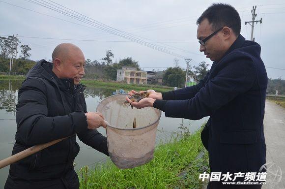 重庆市梁平区有个“泥鳅大王” 在泥巴里翻出了大动静