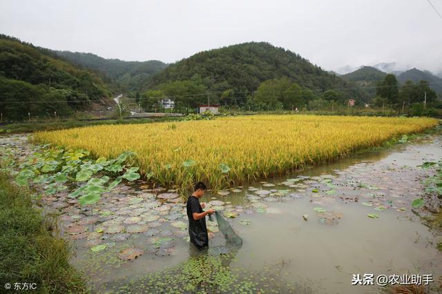 南方柑橘价格低迷，其他作物还能火爆？2019年种植业有哪些风险？