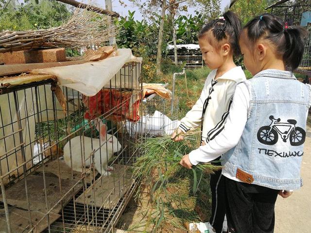 自建蔬菜大棚和动物园，汶上的这两所学校火了