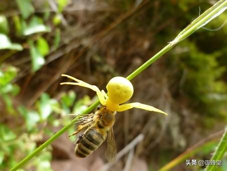 蜜蜂的品种，东北黑蜂是什么蜂？东北黑蜂是中蜂还是意蜂？