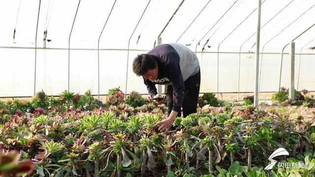 春天到多肉“花园”寻宝！看聊城种植户如何把花盆变成“致富盆”