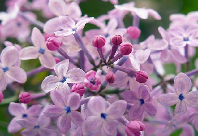 诗情画意的丁香花，养在家里品味高，淡淡花香久久不断