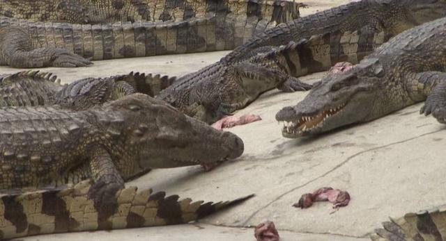 鳄鱼帮鸡、泥鳅帮黄鳝、鸡帮人，兔子帮火龙果，这些忙……帮得还好吗？