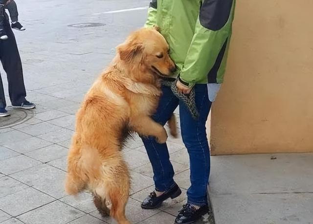 金毛犬很受欢迎，但弃养的人越来越多，理由出奇一致