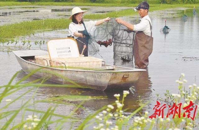 今天我来当农民丨“洞庭之心”捉虾记