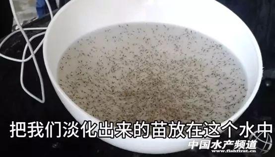 对虾苗期管理应注意什么？