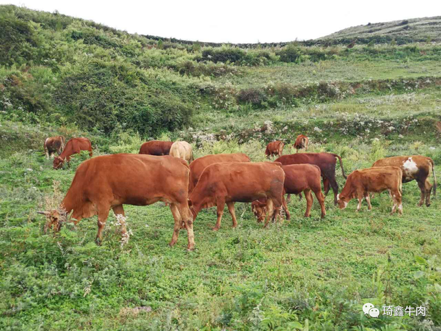 琦鑫公司养殖的昭通黄牛被业内专家评为“中国特级牛肉”