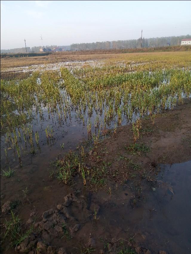 辟谣：小龙虾冬季是冻死的！这种说法不全面，还有其他花样死法