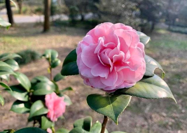 怎样让盆栽茶花花苞更多，花期更长，花色更艳，记住“三点”