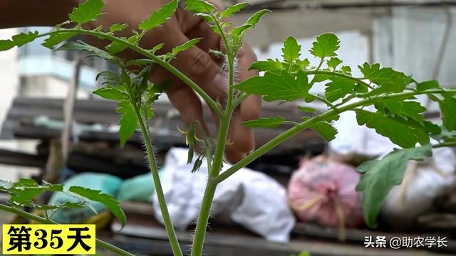 圣女果你还在花钱买吗？学会种植小技巧，在家种植结果多到吃不完